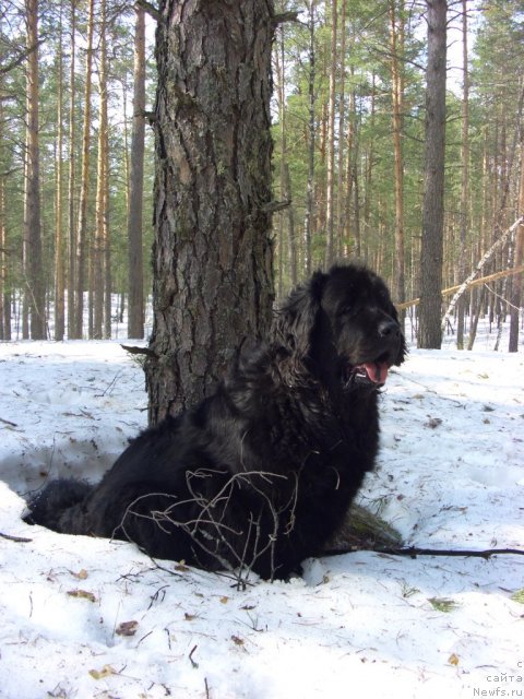 Фото: ньюфаундленд Лесная Сказка Лунная Соната