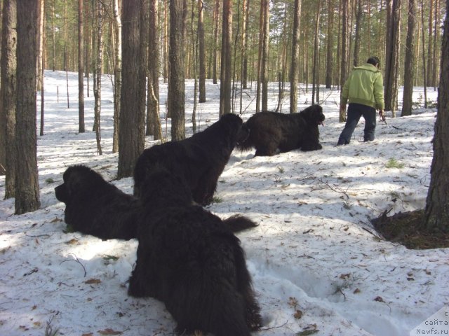 Фото: ньюфаундленд Акин Соул София, ньюфаундленд Лесная Сказка Лунная Соната, ньюфаундленд Барышня