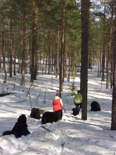 Фото: ньюфаундленд Акин Соул София, ньюфаундленд Лесная Сказка Лунная Соната, ньюфаундленд Анджел Викториус, ньюфаундленд Барышня