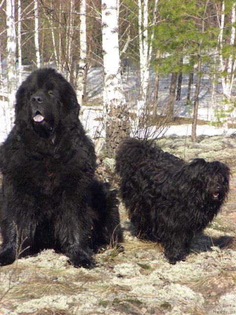 Фото: ньюфаундленд Анджел Викториус