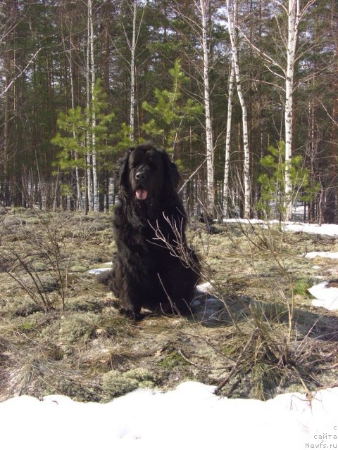 Фото: ньюфаундленд Лесная Сказка Лунная Соната