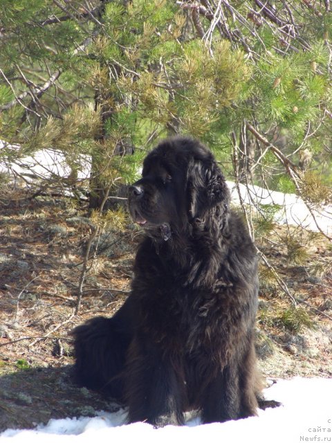 Фото: ньюфаундленд Акин Соул София