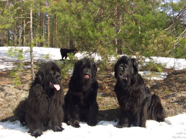 Фото: ньюфаундленд Акин Соул София, ньюфаундленд Лесная Сказка Лунная Соната, ньюфаундленд Барышня