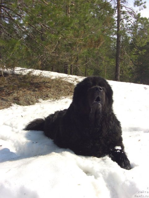 Фото: ньюфаундленд Анджел Викториус