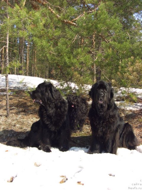 Фото: ньюфаундленд Акин Соул София, ньюфаундленд Лесная Сказка Лунная Соната
