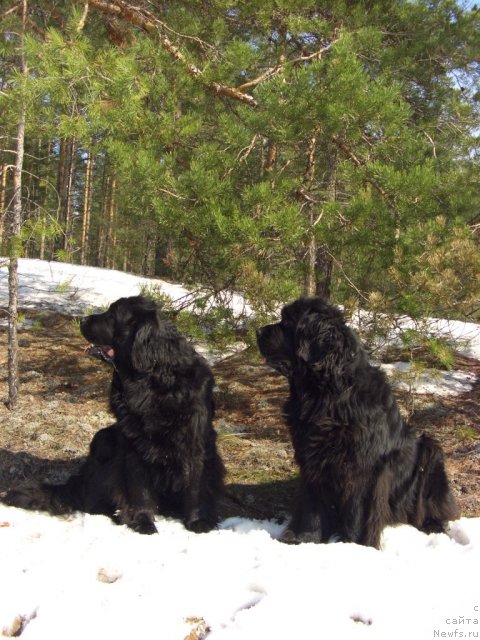 Фото: ньюфаундленд Акин Соул София, ньюфаундленд Лесная Сказка Лунная Соната