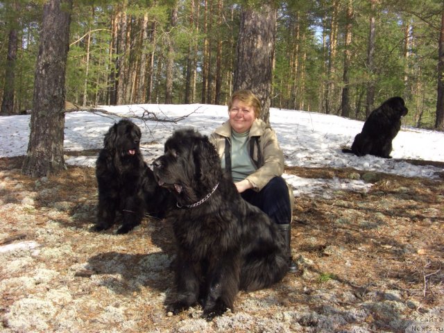 Фото: ньюфаундленд Акин Соул София, ньюфаундленд Лесная Сказка Лунная Соната, Татьяна Прусова