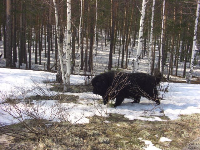 Фото: ньюфаундленд Анджел Викториус