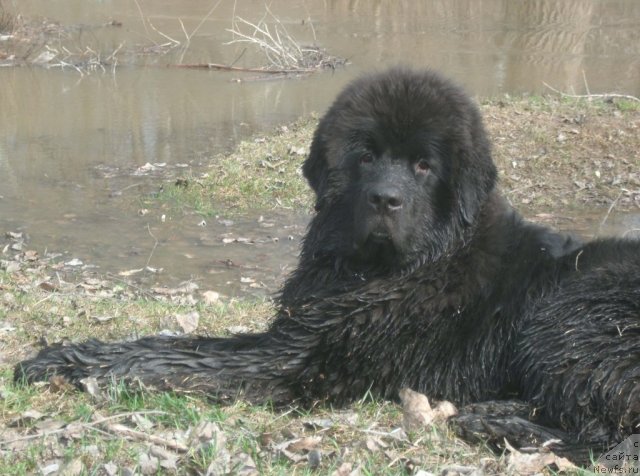 Фото: ньюфаундленд Кипер Соул Лайон Хэерт