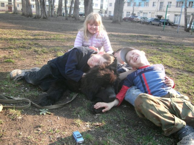 Фото: ньюфаундленд Кипер Соул Лайон Хэерт