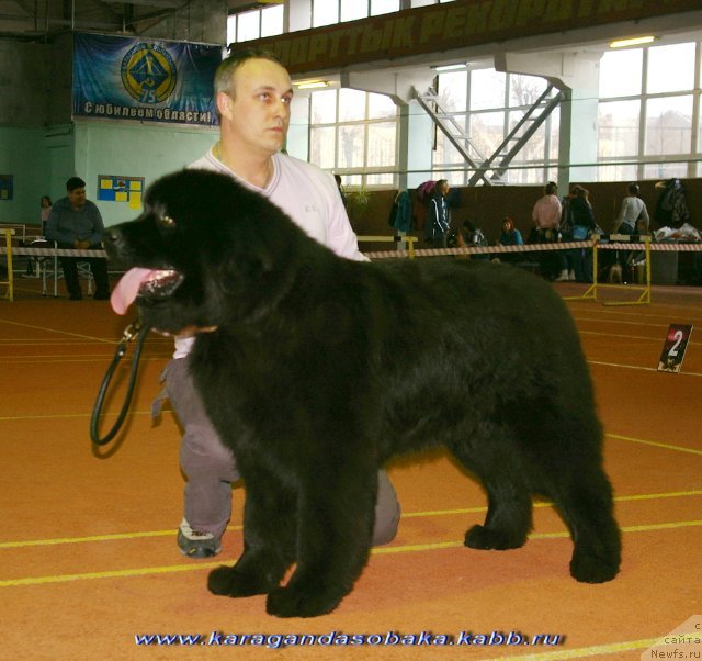 Фото: ньюфаундленд Джокер, Максим Полтарак