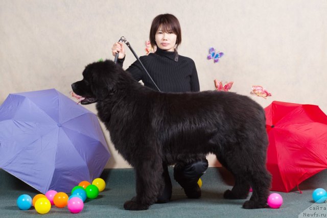 Фото: ньюфаундленд Джокер, Сауле Ибраева