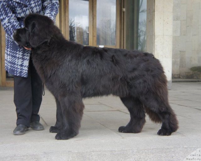 Фото: ньюфаундленд Смигар Гордон-Феллоу (Smigar Gordon Fellow)