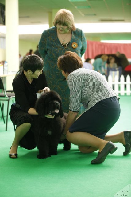 Фото: ньюфаундленд Блэк Диамонд Агидель от Потапа Урмас