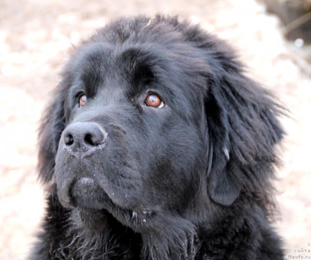 Фотография № 92453