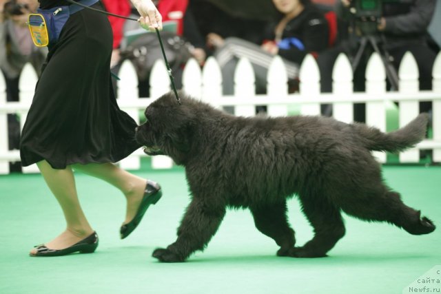 Фото: ньюфаундленд Блэк Диамонд Агидель от Потапа Урмас