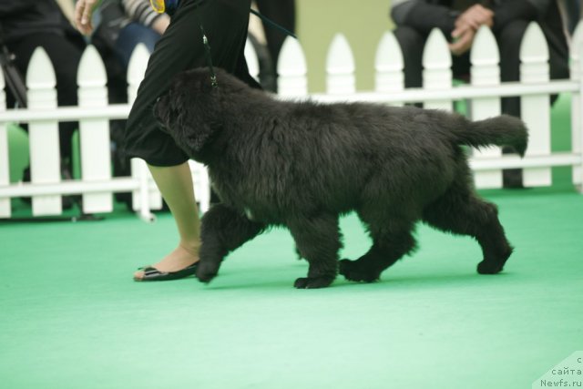 Фото: ньюфаундленд Блэк Диамонд Агидель от Потапа Урмас