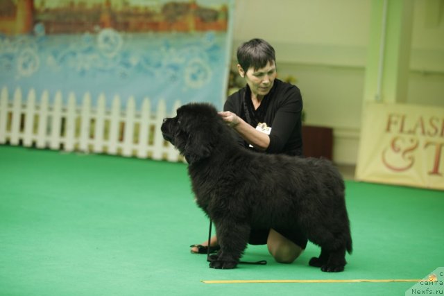 Фото: ньюфаундленд Блэк Диамонд Агидель от Потапа Урмас