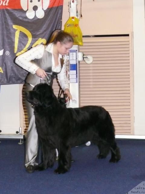 Фото: ньюфаундленд Акватория Келвин Голден Спирит (Aquatoriya Kelvin Golden Spirit), Мария Шатилова