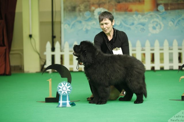 Фото: ньюфаундленд Блэк Диамонд Агидель от Потапа Урмас