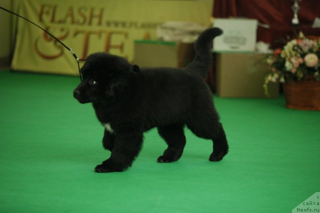 Фотография № 92461