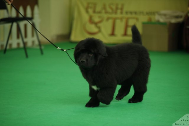 Фотография № 92462