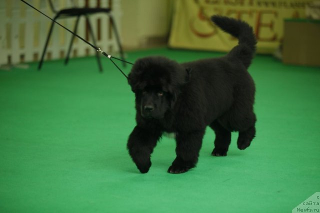 Фото: ньюфаундленд Белкондер-Клаб Угли-Бугли (Belkonder-Club Ugli-Boogli)