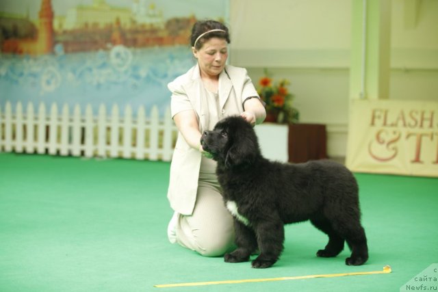 Фото: ньюфаундленд Белкондер-Клаб Угли-Бугли (Belkonder-Club Ugli-Boogli)