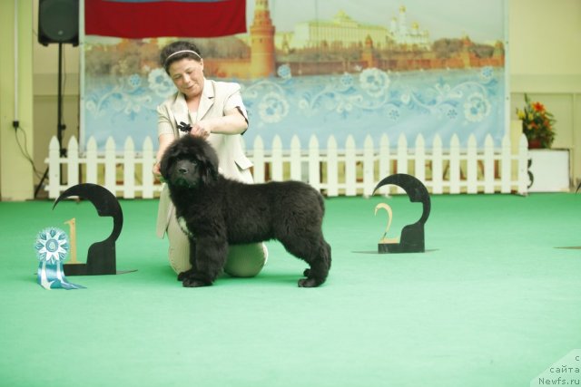 Фотография № 92469