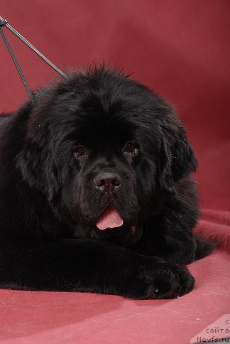 Фото: ньюфаундленд Лунная Соната из Племени Кедра