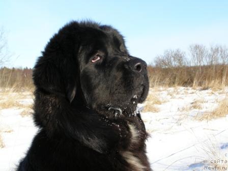 Фото: ньюфаундленд Смигар Шелковая Ночь (Smigar Shelkovaya Noch)