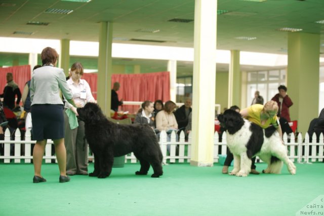 Фото: ньюфаундленд Very Fairweathers X'Got The Rhythm, ньюфаундленд Threeponds Right Way