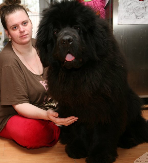 Фото: ньюфаундленд Сент Джонс Хендсел фо Ми (Sent Djons Handsel for Me)