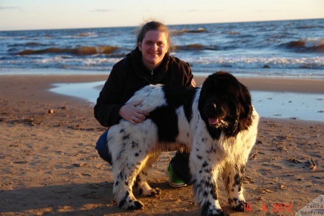 Фото: ньюфаундленд Аквиан Сонг Зеро Гравити (Akvian Song Zero Graviti), Елена Розенфельд