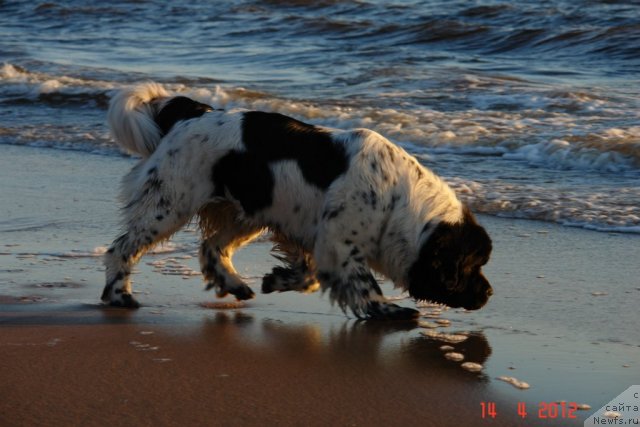 Фото: ньюфаундленд Аквиан Сонг Зеро Гравити (Akvian Song Zero Graviti)