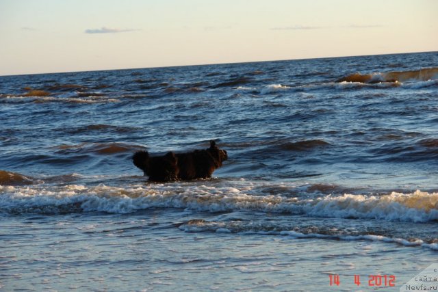 Фото: ньюфаундленд Сент Джонс Хендсел фо Ми (Sent Djons Handsel for Me)