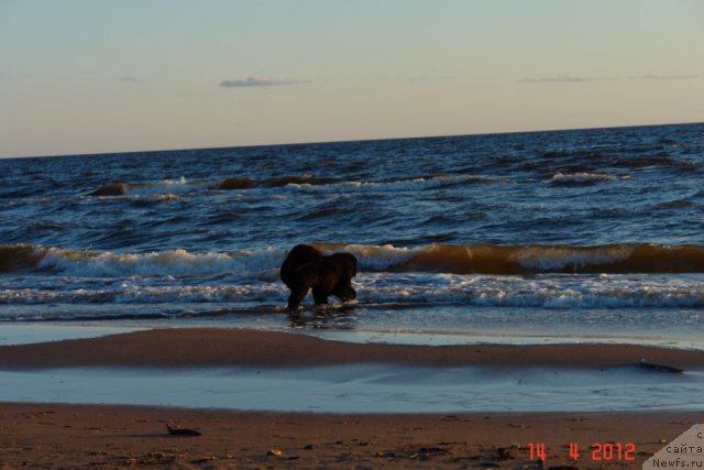 Фото: ньюфаундленд Сент Джонс Хендсел фо Ми (Sent Djons Handsel for Me)