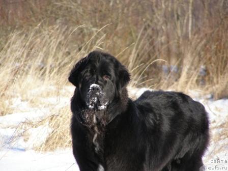 Фото: ньюфаундленд Смигар Шелковая Ночь (Smigar Shelkovaya Noch)