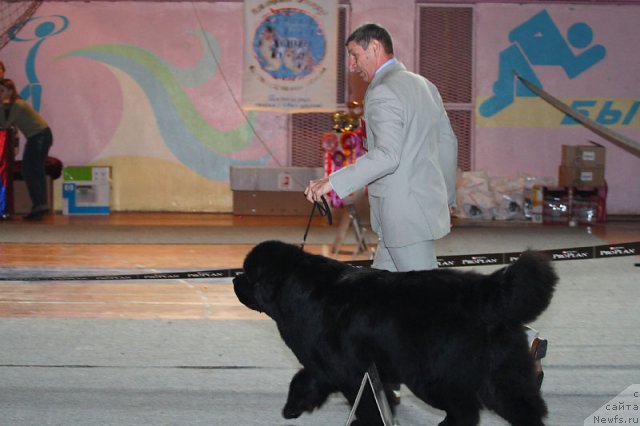 Фото: ньюфаундленд Его Высочество от Сибирского Медведя (Ego Vysochestvo ot Sibirskogo Medvedja), Юрий Рахтиенко