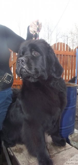 Фото: ньюфаундленд Антония Жемчужина Камвы