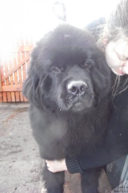 Фото: ньюфаундленд Арье Черная Сенсация Пармы