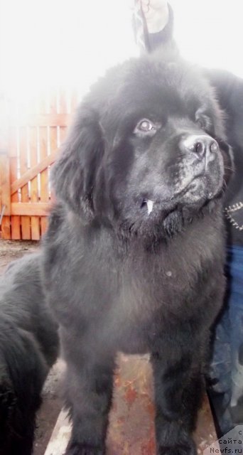 Фотография № 92520