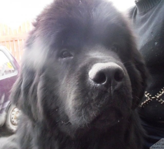 Фотография № 92521