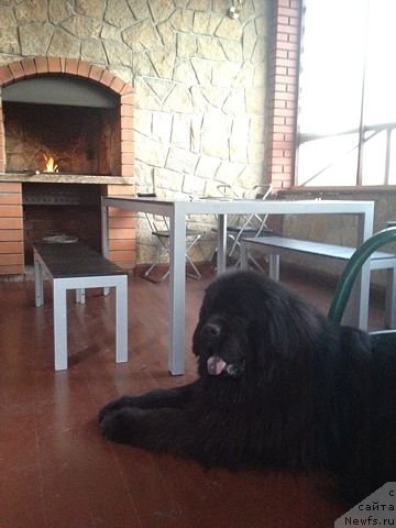 Фото: ньюфаундленд Черный Шарм Алессандро