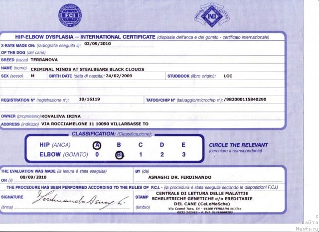 Фото: ньюфаундленд Black Clouds Criminal Minds at Stealbears