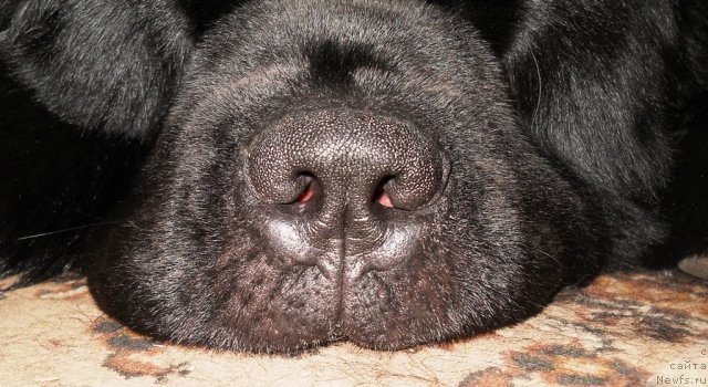 Фото: ньюфаундленд Акватория Келвин Килиманджаро (Aquatoriya Kelvin Kilimandzharo)