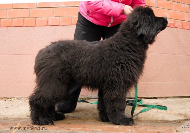 Фотография № 92543