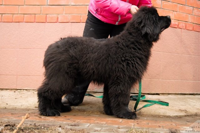 Фотография № 92544