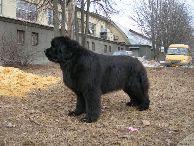 Фото: ньюфаундленд Анджело Орсо Церера (Angelo Orso Cerera)