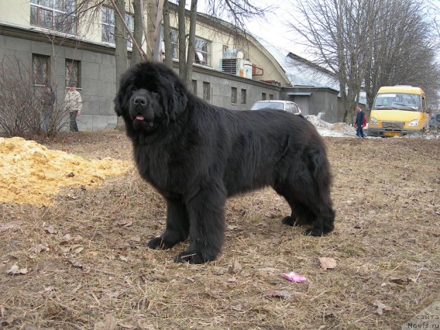 Фото: ньюфаундленд Анджело Орсо Церера (Angelo Orso Cerera)